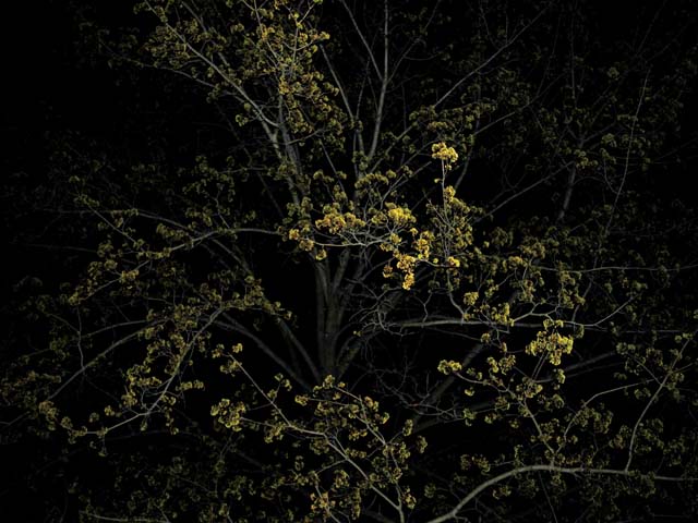 Night tree